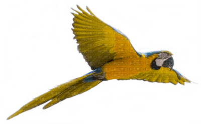 Parrot birds bp - png gratuito