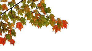leaves Nitsa 1 - δωρεάν png