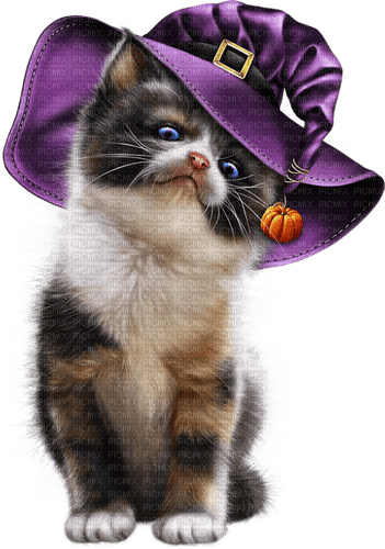halloween katze cat - безплатен png