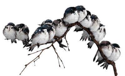 birds laurachan - бесплатно png