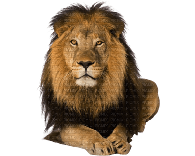 lion bp - PNG gratuit