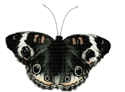 Kaz_Creations Deco Butterflies Butterfly Colours - ilmainen png
