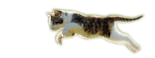 Rena cat Katze Animal Tier - 無料png