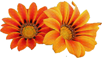 kwiaty - Gratis animerad GIF