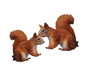 squirrels - Nitsa - GIF เคลื่อนไหวฟรี