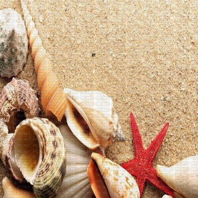 muschel shell shellfish coquille sea meer mer ocean océan ozean  fish  summer ete beach plage sand sable strand fond background - png gratis