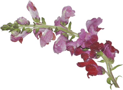 Kaz_Creations Deco Flowers Colours - PNG gratuit