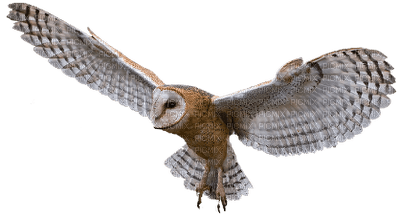 Kaz_Creations Animals Animal Bird Birds Owl - png gratis