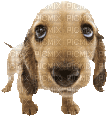 mascota - Animovaný GIF zadarmo
