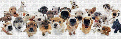 chien dog - Gratis animerad GIF