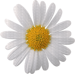 Fleur - png grátis