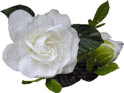 Αποτέλεσμα εικόνας για white flower glitter