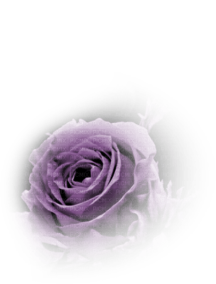 rose violette.Cheyenne63 - png grátis