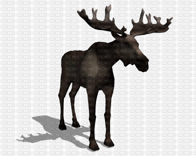 moose - GIF animado gratis