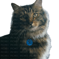 animals cats nancysaey - Gratis geanimeerde GIF
