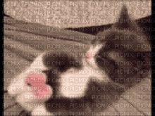 Stretchin Kitten - Darmowy animowany GIF