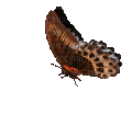 mariposa - Besplatni animirani GIF