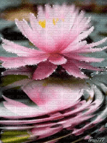 MMarcia gif lotus fundo - Gratis animeret GIF