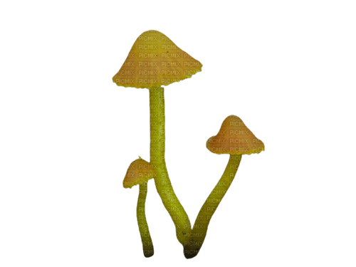 mushrooms - png ฟรี