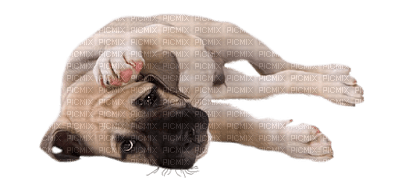 Kaz_Creations Animals Dog Pup - PNG gratuit