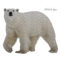 ice bear - gratis png