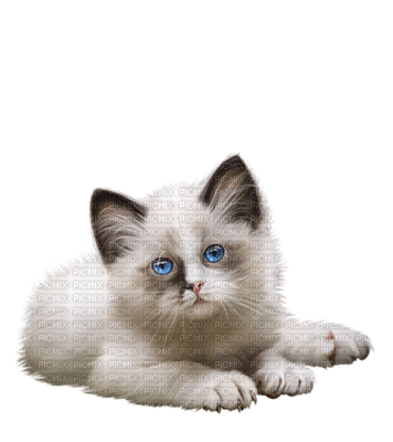 Kaz_Creations Cats Cat Kittens Kitten - фрее пнг