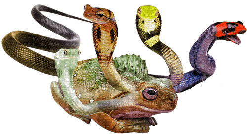 hydra frog - PNG gratuit