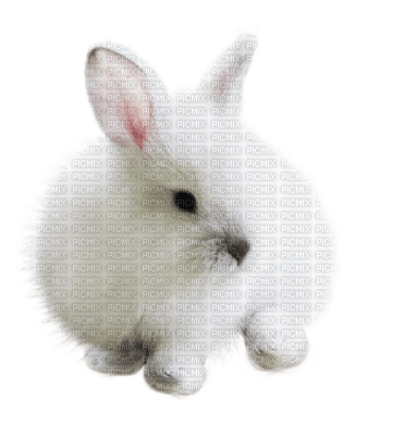 Kaz_Creations Animals Rabbit Hare - PNG gratuit