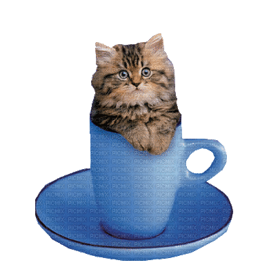 Cat in a Blue Coffee Cup - Gratis animerad GIF