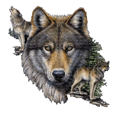 wolf bp - Animovaný GIF zadarmo