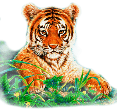Y.A.M._Animals tiger - png gratuito