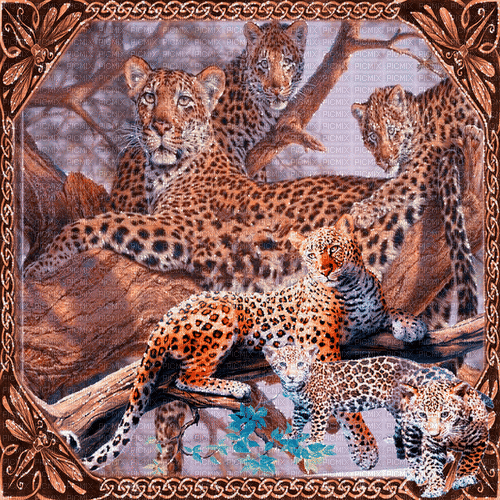 leopard milla1959 - GIF animado grátis