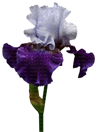 Iris.Flower.Fleurs.Purple.Victoriabea - PNG gratuit