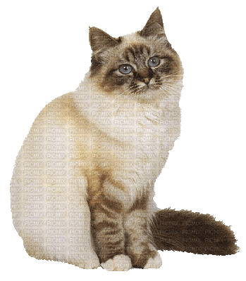 Katze chat cat - Bezmaksas animēts GIF
