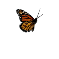 papillon marron.Cheyenne63 - бесплатно png