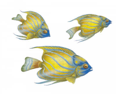 poissons ( - darmowe png
