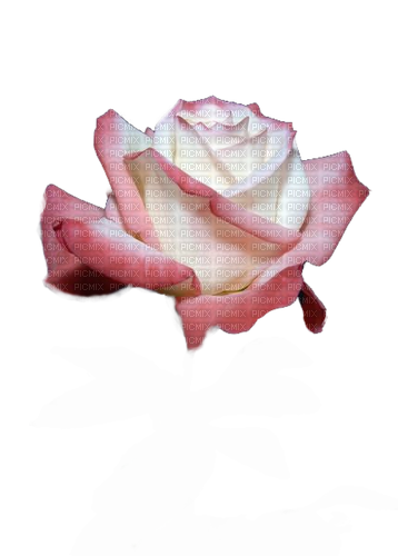 Rose, rosa, weiss - безплатен png