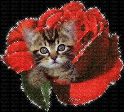 chaton adorable - Δωρεάν κινούμενο GIF