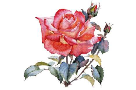 Роза; акварель - zdarma png