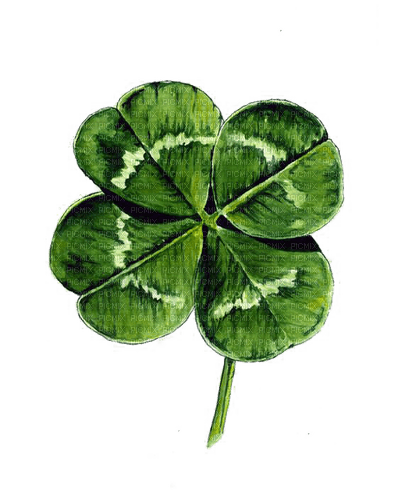 clover Bb2 - Free PNG