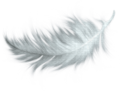 feather - Free PNG