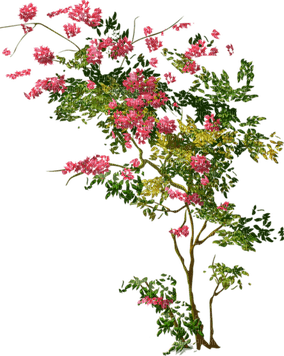 Arbusto  de flores - png gratis