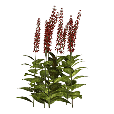 Kaz_Creations Garden Deco Grass Flowers - PNG gratuit