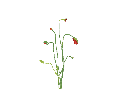 Plants.Coquelicots.Poppies.Amapolas.Fleur.Flower.Red.plante.Victoriabea