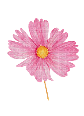 ✶ Flower {by Merishy} ✶ - Free PNG