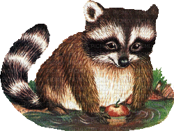 raccoon - Gratis animeret GIF