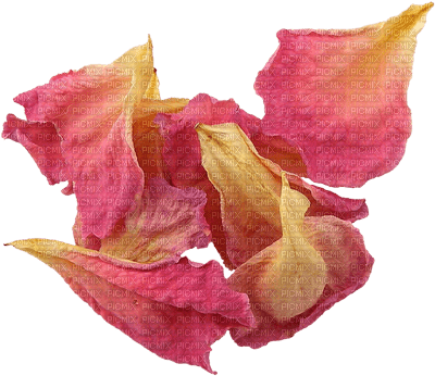 minou-flowers -blomblad-pink petal- - δωρεάν png