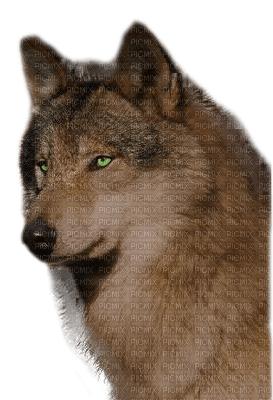 wolf katrin - png gratis
