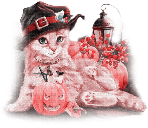 soave cat halloween  witch cat pumpkin - Free PNG