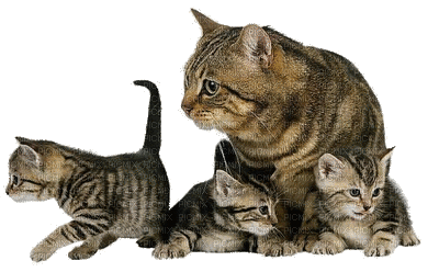 Kaz_Creations Cats Kittens Cat Kitten - GIF animé gratuit
